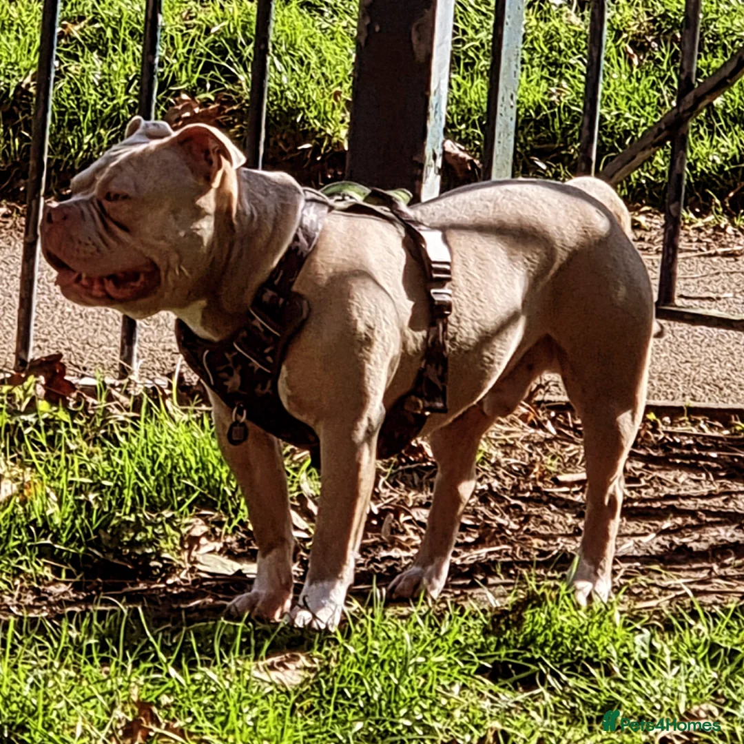 American Bully dogs for stud: Pocket bully  in Birmingham - Advert 2