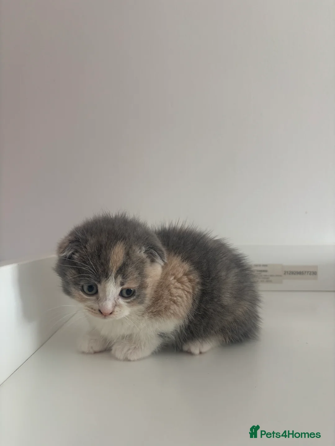 Scottish Fold cats for sale: FEMALE KITTEN READY NOW - Advert 5