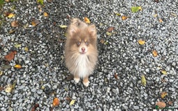 Pomsky dogs for sale: Tiny toysize lilac Pomsky male puppy for sale  - Image 7