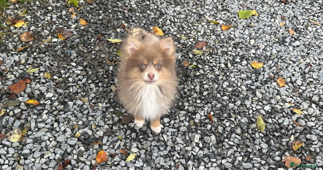Pomsky dogs for sale: Tiny toysize lilac Pomsky male puppy for sale  - Image 7