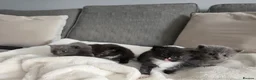 Scottish Fold cats for sale: Gorgeous kittens for loving homes - Advert 9