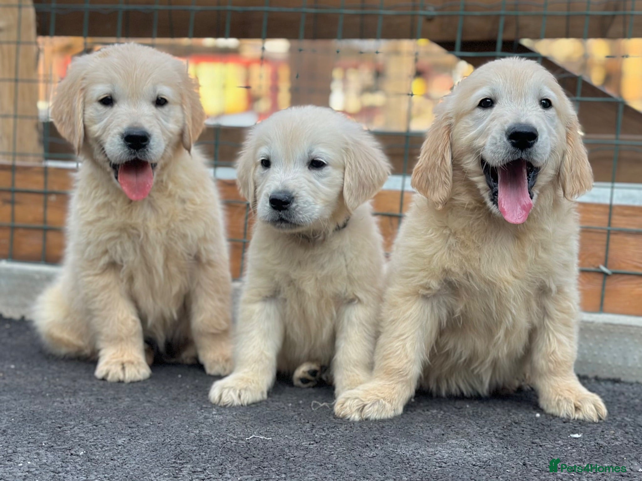 Golden Retriever dogs Golden retrievers  - Advert 5