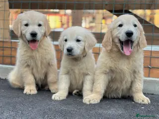 Golden Retriever dogs Golden retrievers - Advert 5