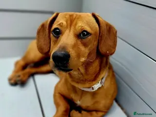 Mixed Breed dogs Minnie(looking for loving home in Carmarthen area) - Advert 10