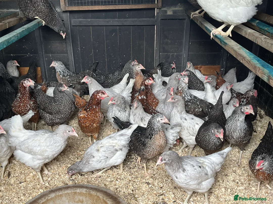 Chickens poultry for sale: Lovely Point of Lay Hybrid Hens - Advert 5