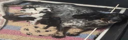 Cocker Spaniel dogs for sale: Kc/health tested boys  - Advert 3
