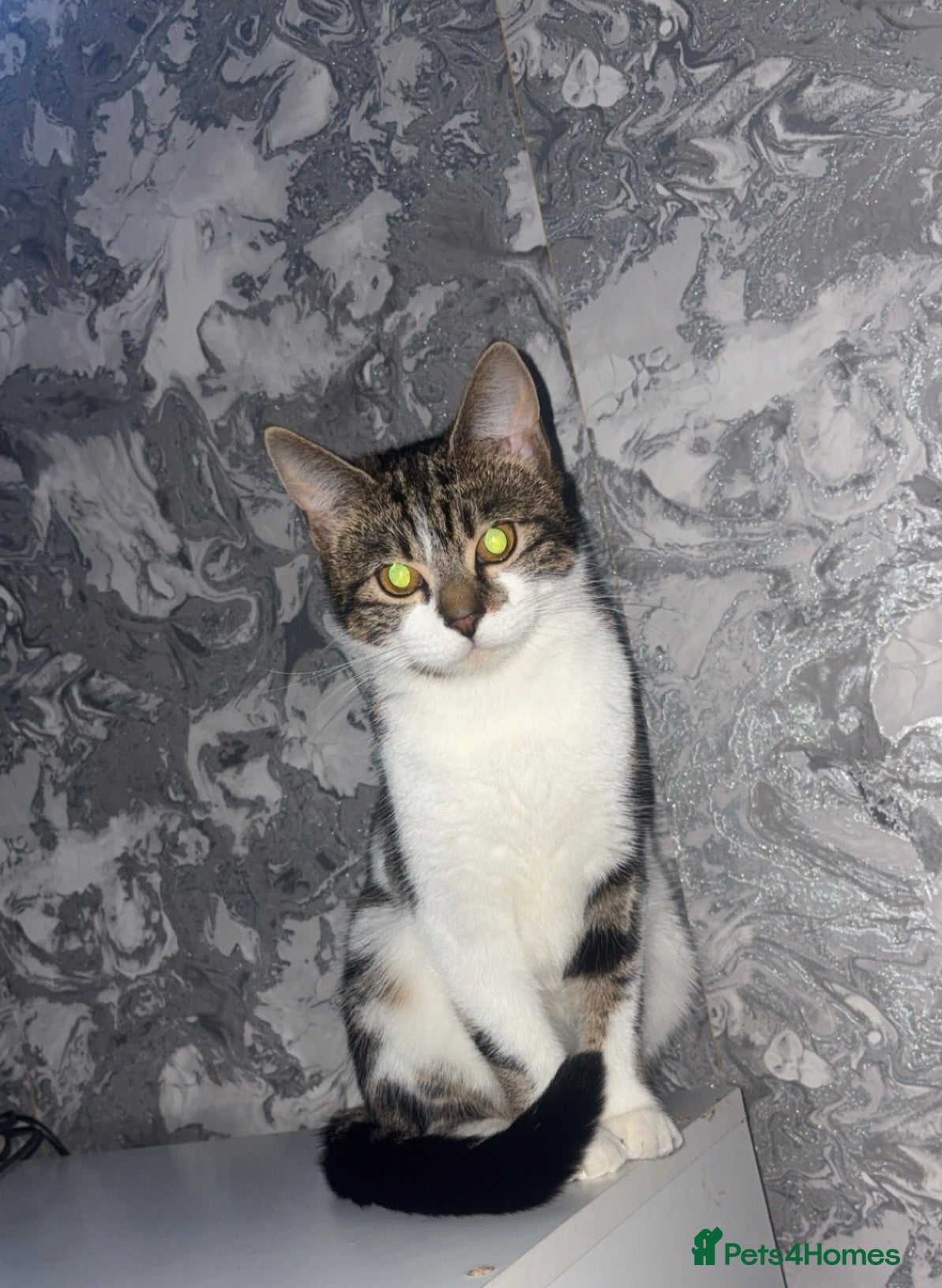 Mixed Breed cats 5 beautiful kittens for sale - Advert 2
