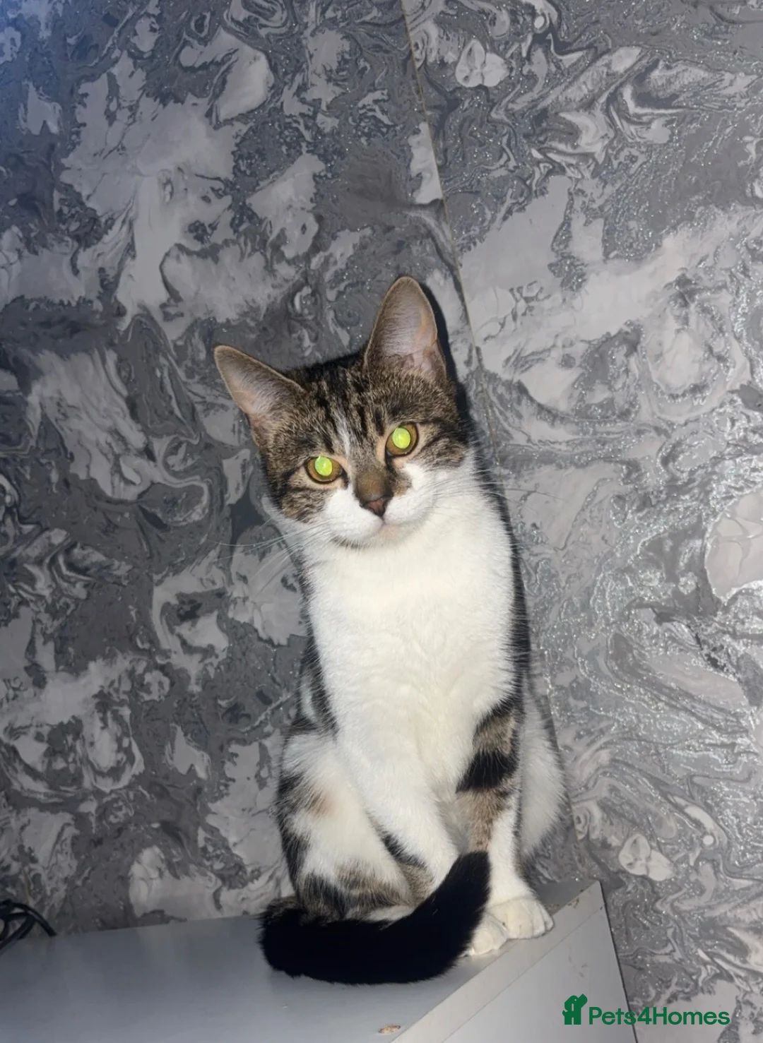 Mixed Breed cats for sale: 5 beautiful kittens for sale in Birmingham - Advert 1