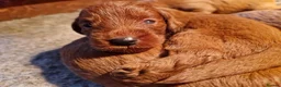 Labradoodle dogs for sale: DARK FOX RED LABRADOODLES in Alnwick - Advert 9
