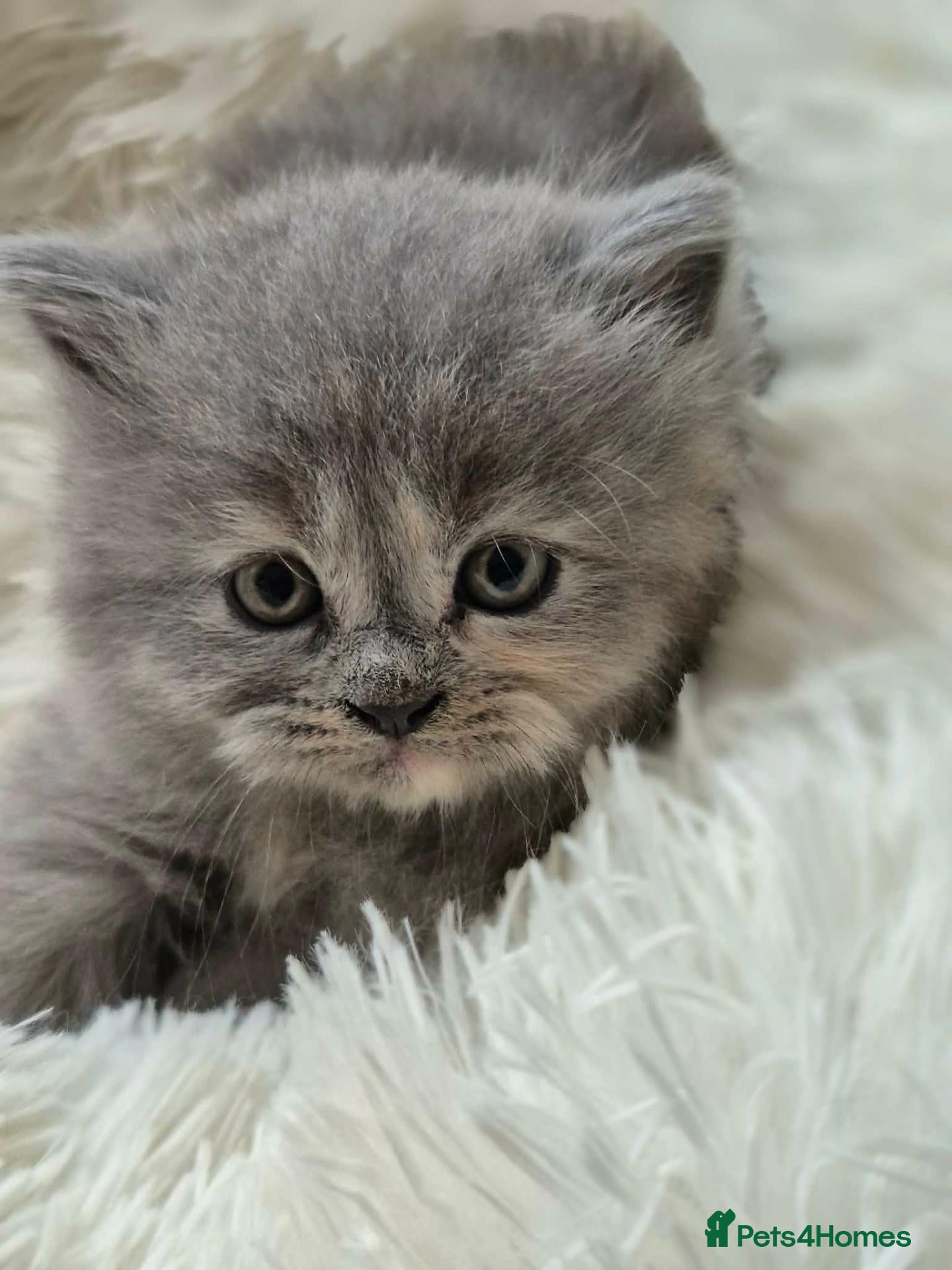 British Longhair cats BEAUTIFUL BRITISH LONGHAIR KITTENS - Advert 4