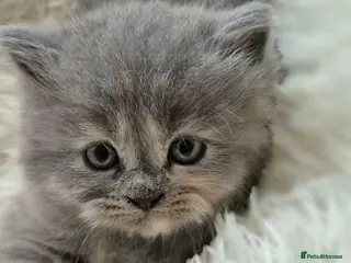 British Longhair cats BEAUTIFUL BRITISH LONGHAIR KITTENS - Advert 4