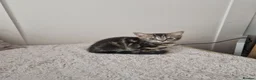 Domestic Shorthair cats for sale: Ready to go  - Advert 8