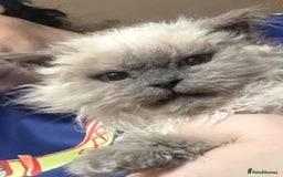 Selkirk Rex cats for sale: Gorgeous Selkirk Rex - Image 2