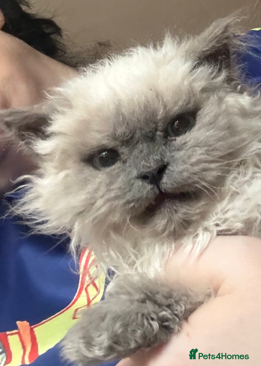 Selkirk Rex cats for sale: Gorgeous Selkirk Rex - Image 2