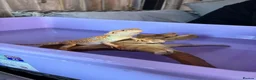 Bearded Dragon reptiles for sale: Male citrus red leather back with maxi viv - Advert 2