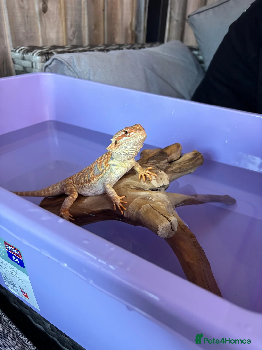 Bearded Dragon reptiles for sale: Male citrus red leather back with maxi viv - Advert 2