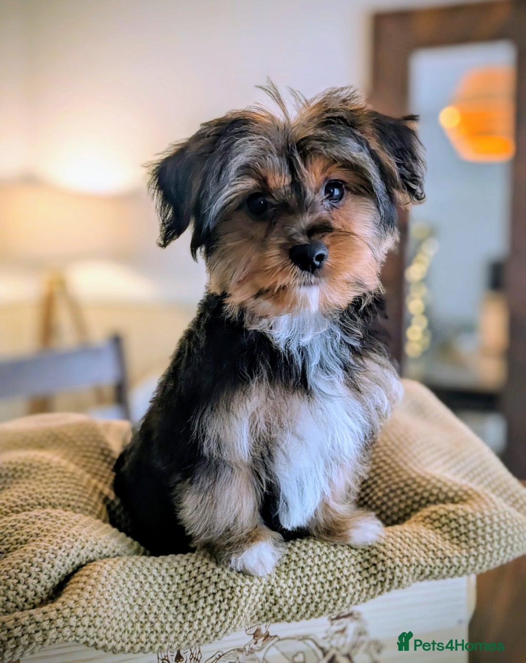 Yorkshire Terrier dogs for sale: 2 Biewer Yorkshire Terrier Boys – Ready Now! - Advert 10