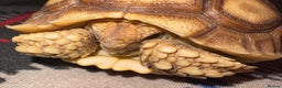 Tortoise reptiles for sale: Sulcata tortoise - Advert 7