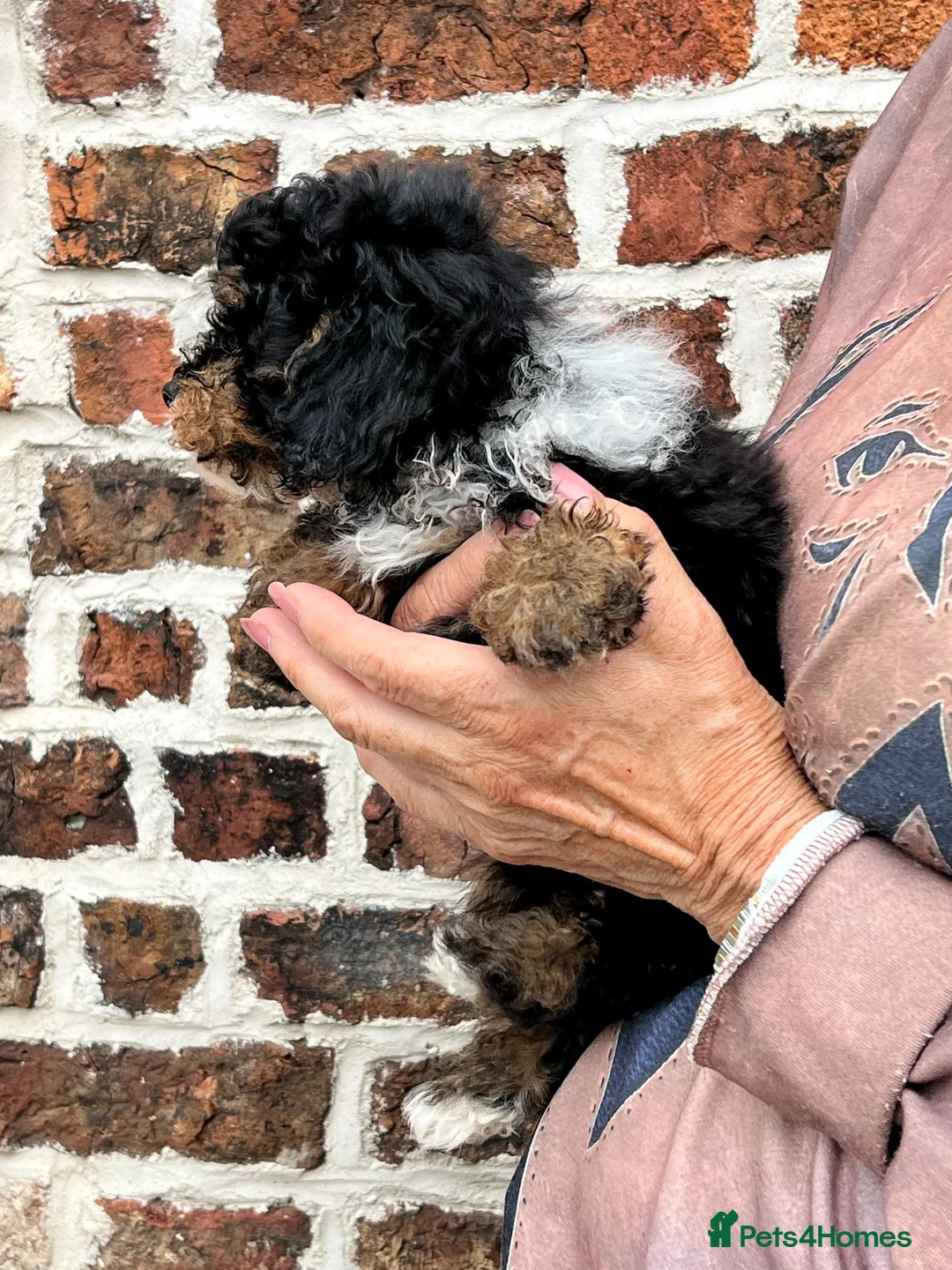 Toy Poodle dogs for sale: Beautiful, Tricolour, KC Reg Male Toy Poodle - Advert 2