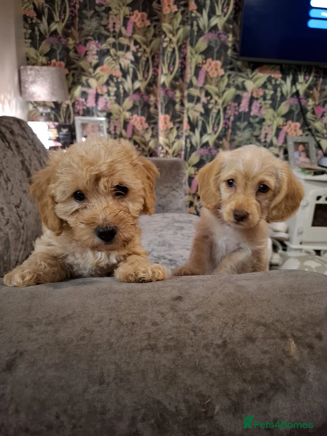 Jackapoo dogs for sale: Jackapoo Girl Puppies  in Chatteris - Advert 1