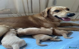 Golden Retriever dogs for sale: Golden Retriever Puppies – Family Raised - Image 20