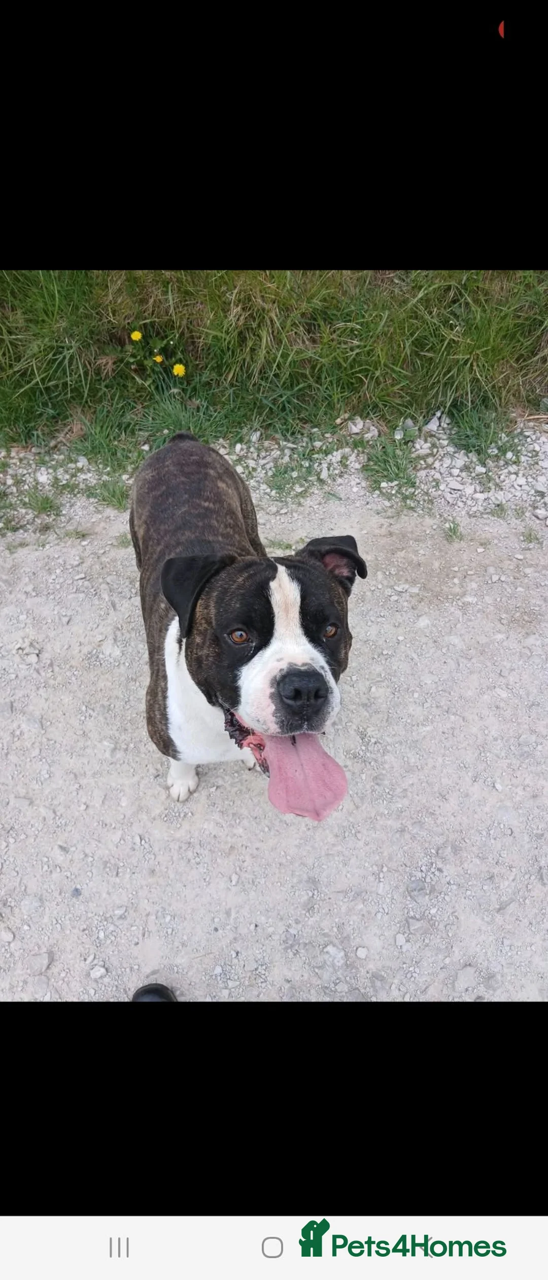 Mixed Breed dogs for sale: MURPHY  - Advert 2