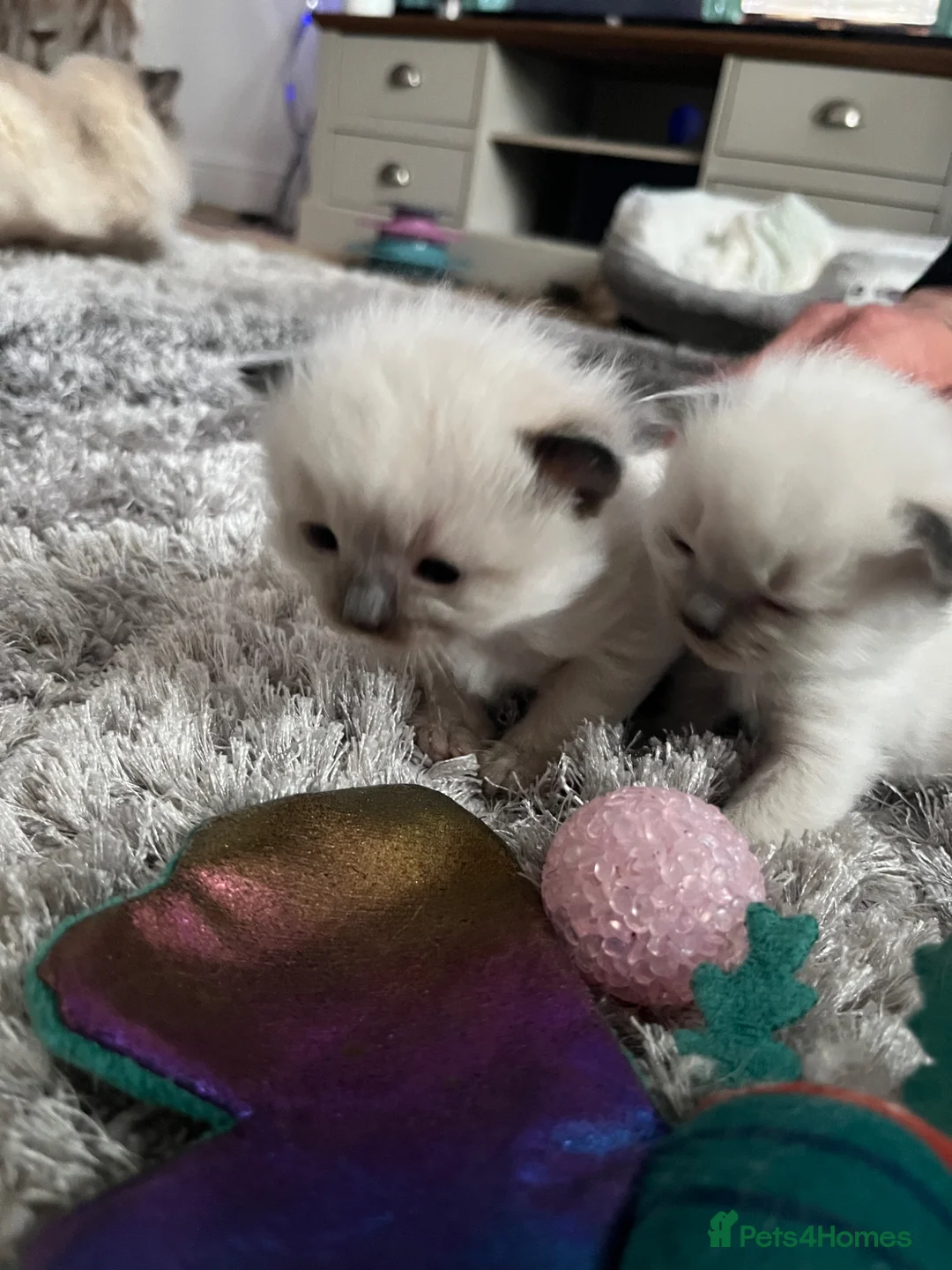 Ragdoll cats for sale: 1 gorgeous ragdoll kitten left  in Llandudno - Advert 2