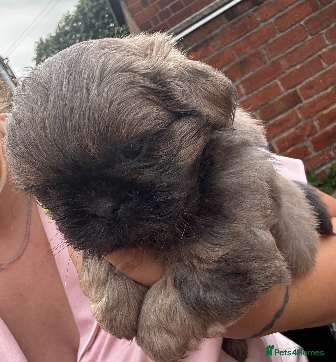 Shih Tzu dogs for sale: A girl and a boy - Image 15