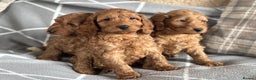Miniature Poodle dogs for stud: Health tested red kc miniature poodle stud  in Doncaster - Advert 5