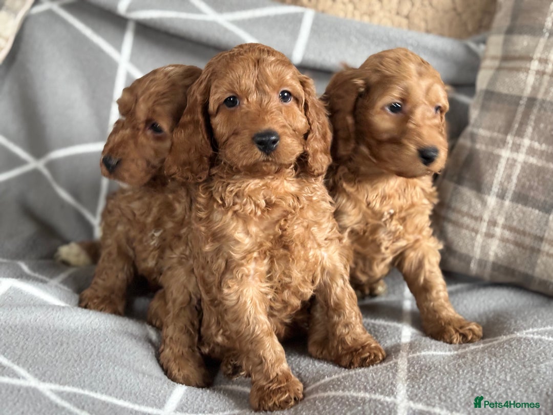 Miniature Poodle dogs for stud: Health tested red kc miniature poodle stud  in Doncaster - Advert 5