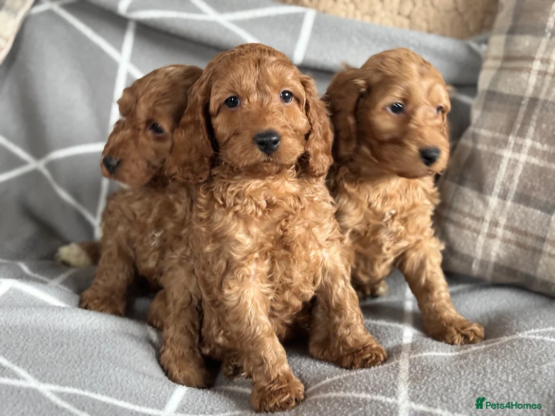 Miniature Poodle dogs for stud: Health tested red kc miniature poodle stud  in Doncaster - Advert 6