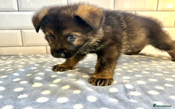 German Shepherd dogs for sale: KC Registered German Shepard Babies 🐾🐾🐾 - Image 6