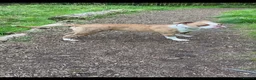 American Bulldog dogs for stud: American Bulldog Import For Stud - Advert 7