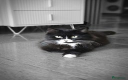 Mixed Breed cats for sale: Adorable 4 Kittens for Sale! - Image 16