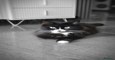 Mixed Breed cats - Advert 9