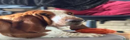 Basset Hound dogs for sale: Basset Hound Boy looking for a loving home❤️ in Swindon - Advert 8
