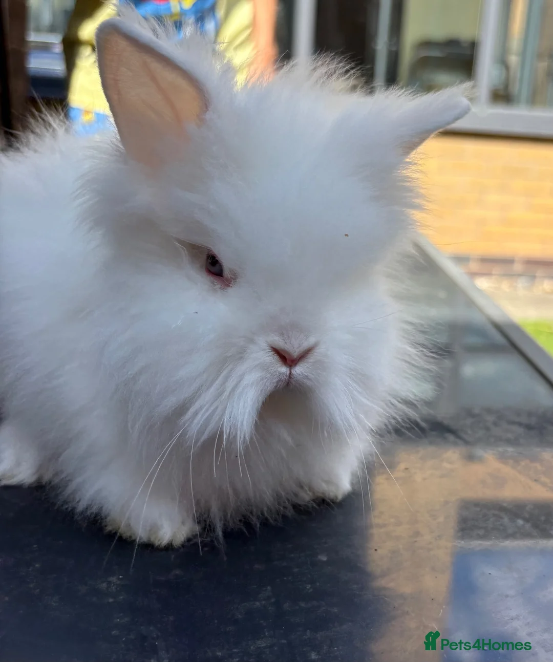 Lionhead rabbits for sale: Two females baby double maned lion heads for sale  in Runcorn - Advert 4