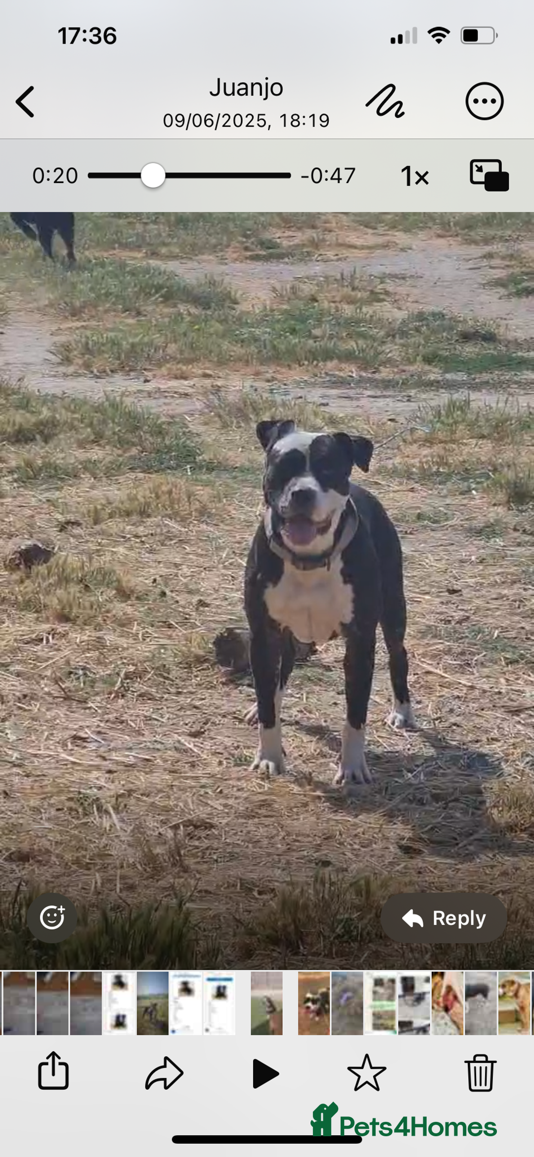 Mixed Breed dogs for adoption: ❤️ HERA the dog with a beautiful heart ❤️ - Image 19