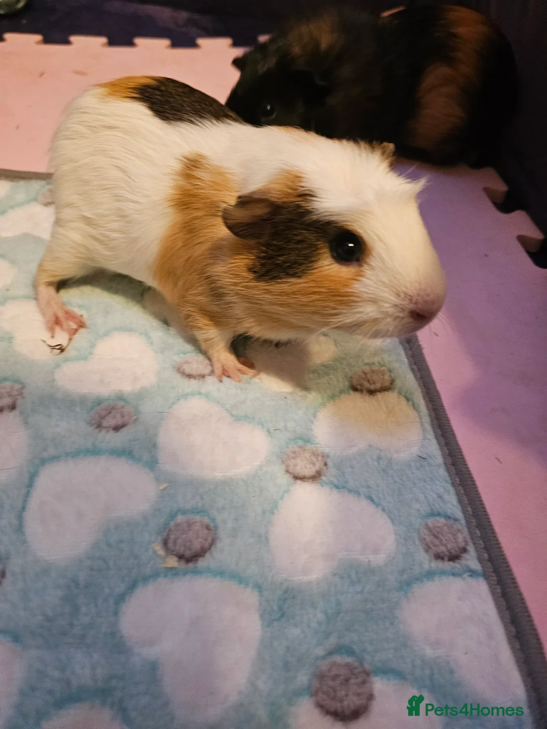 Guinea Pig rodents for sale: Male bonded Guinea Pigs looking for a forever home in Hemel Hempstead - Advert 7