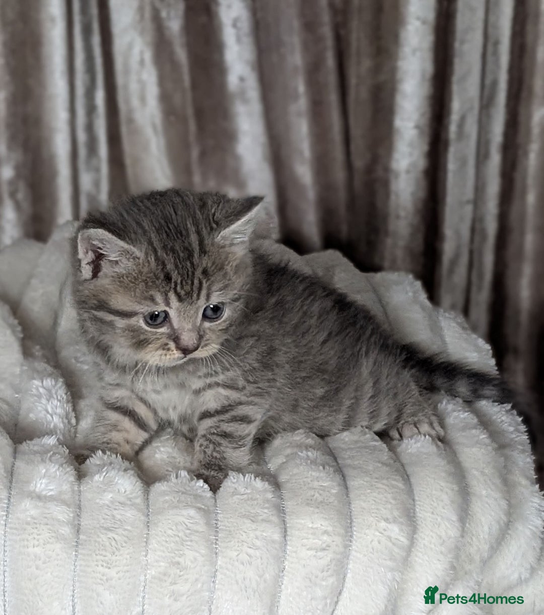 Scottish Fold cats for sale: 🐾TICA red ❣️SCOTTISH Fold•Straight - Advert 27