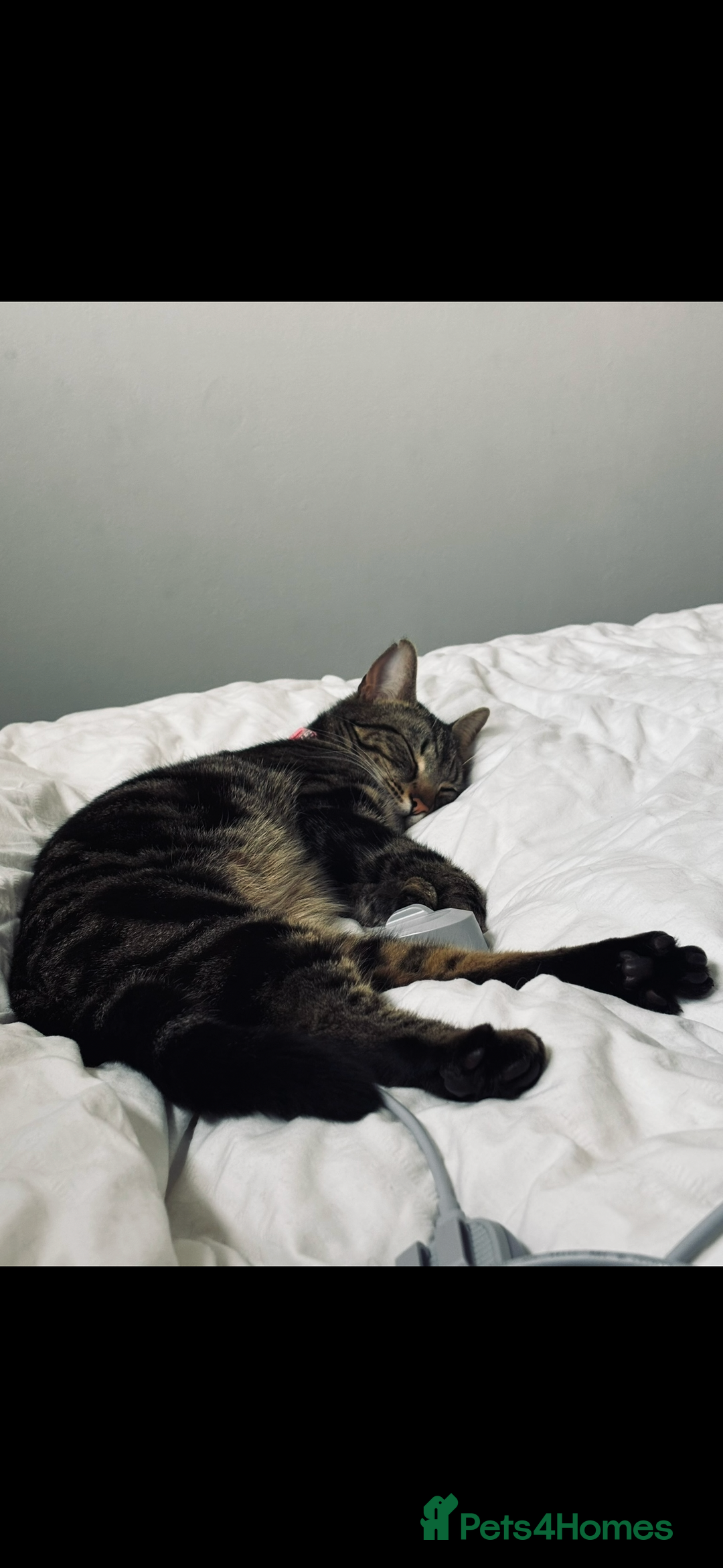 Mixed Breed cats for sale: Female cats to be rehomed  - Advert 1