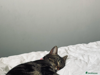 Mixed Breed cats Female cats to be rehomed - Advert 3