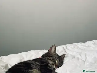 Mixed Breed cats Female cats to be rehomed - Advert 8