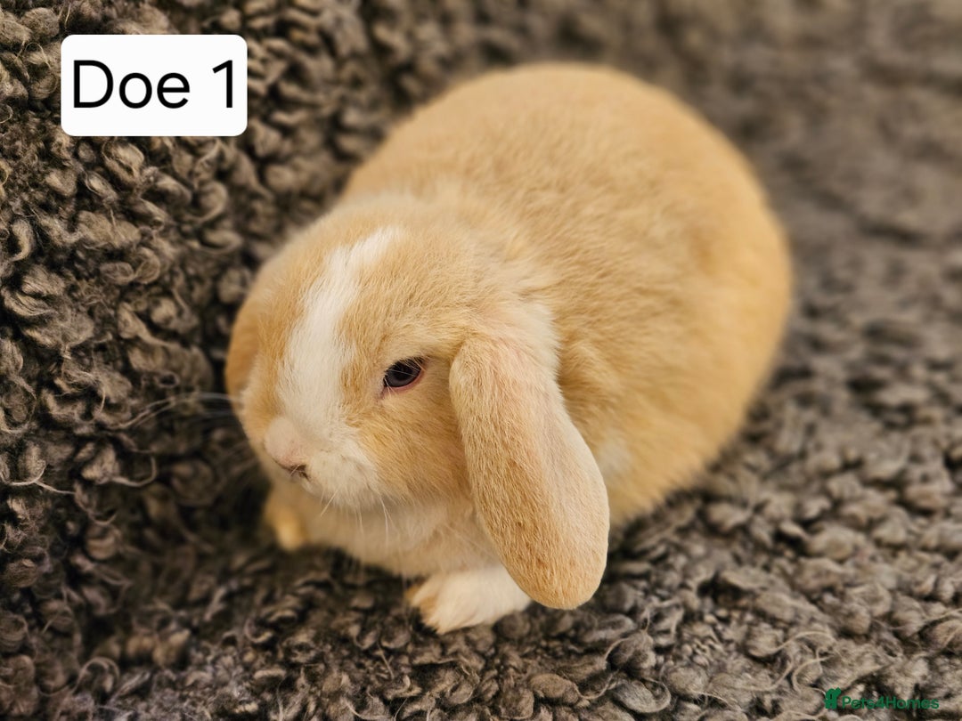 Mini Lop rabbits for sale: Mini Lop Rabbits. Ready to Leave on 29.11.25 - Advert 5