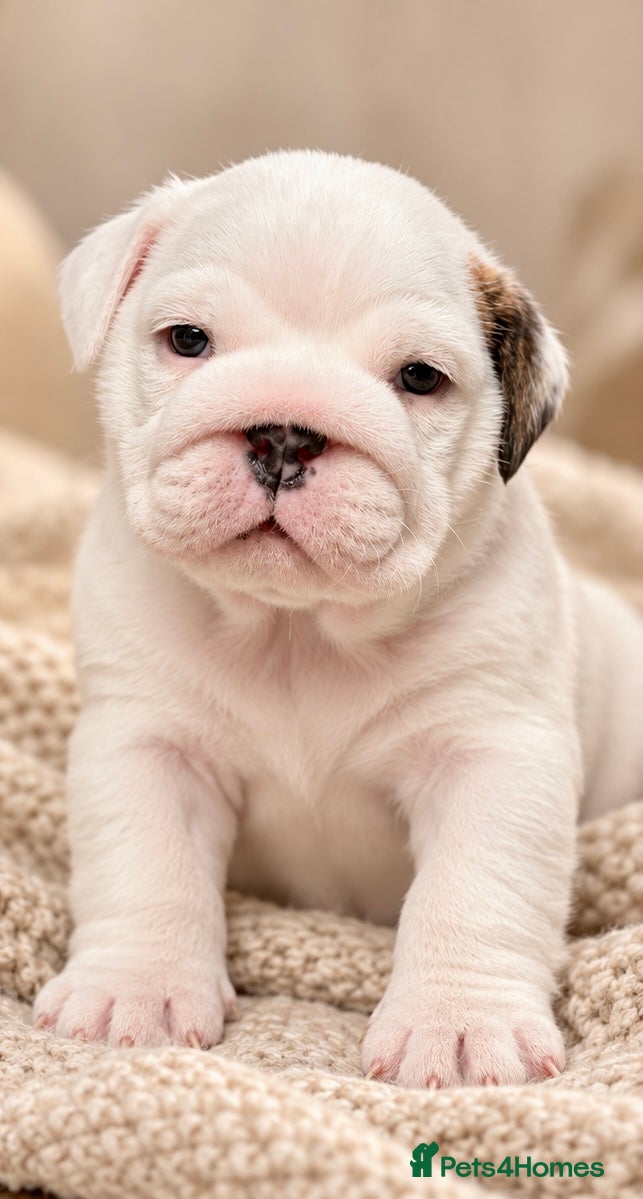English Bulldog dogs for sale: 4 wk old Kc bulldog pups rare champ lines - Advert 2