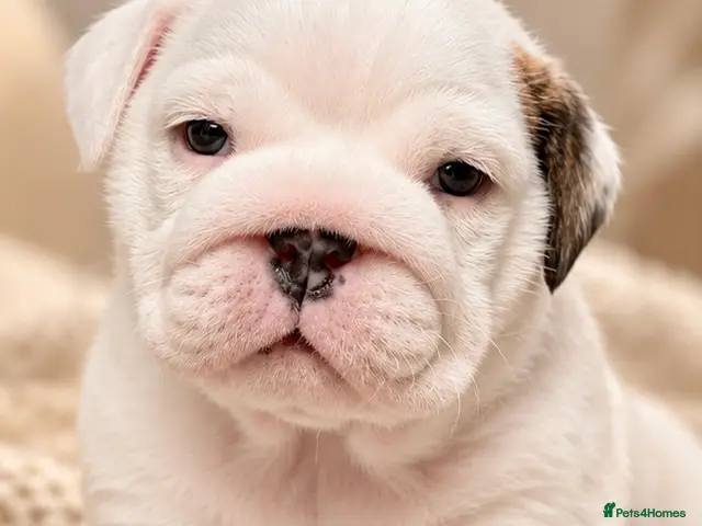 English Bulldog dogs for sale: 4 wk old Kc bulldog pups rare champ lines - Advert 2