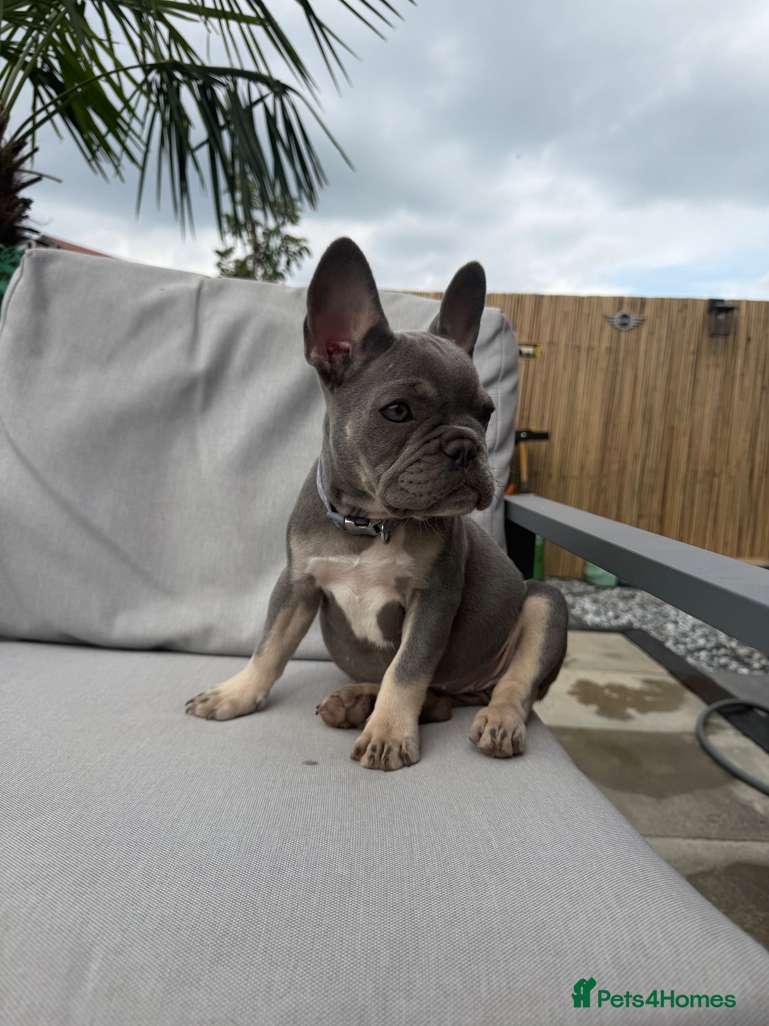French Bulldog dogs Female french bulldog puppy  - Advert 3