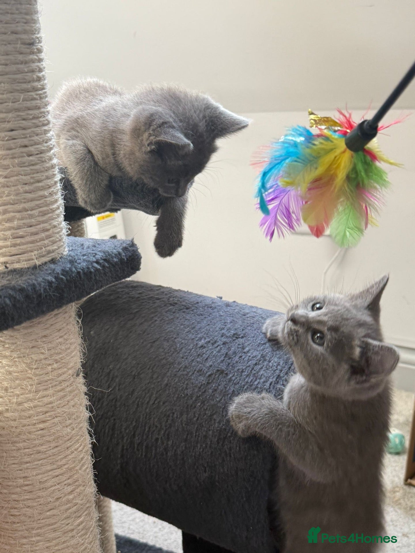 Russian Blue cats Beautiful Russian Blue Kittens - Advert 1