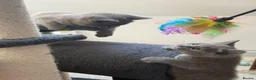 Russian Blue cats for sale: Beautiful Russian Blue Kittens - Advert 3