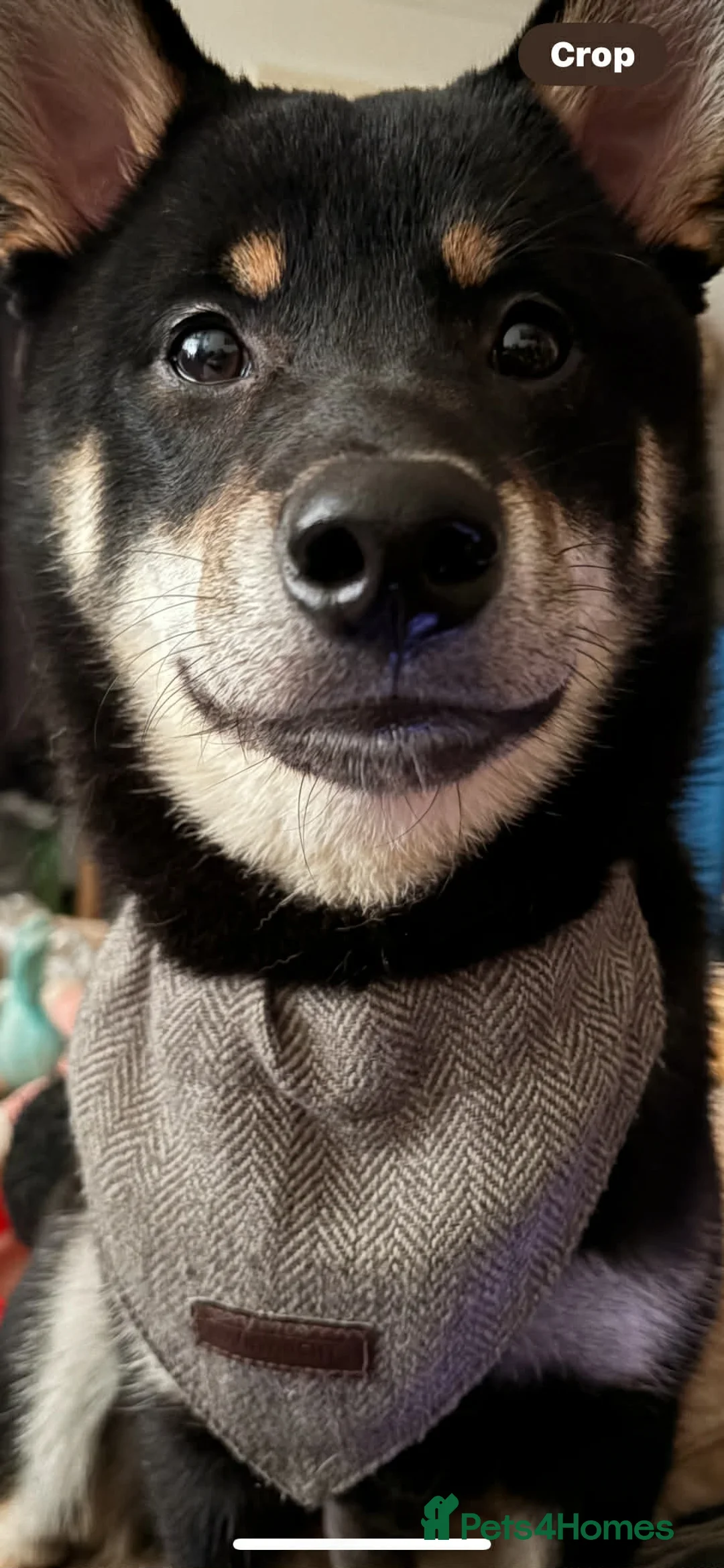 Japanese Shiba Inu dogs for sale: Male Shiba Inu  - Advert 2